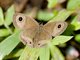 Common Three-ring (Ypthima pandocus)