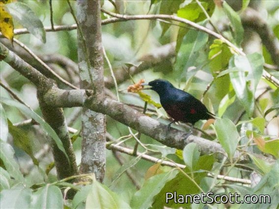 Black-and-crimson Oriole (Oriolus consanguineus)