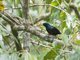 Black-and-crimson Oriole (Oriolus consanguineus)
