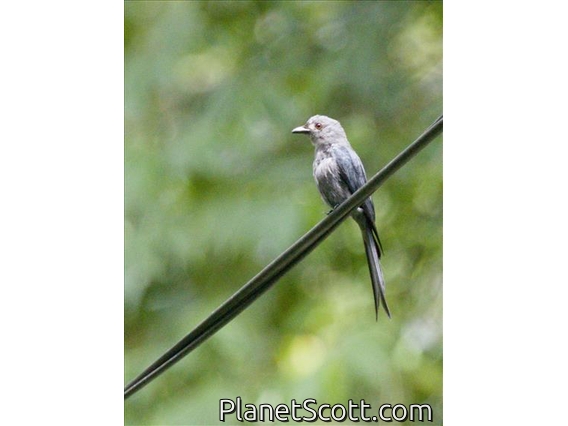Ashy Drongo (Dicrurus leucophaeus)