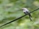 Ashy Drongo (Dicrurus leucophaeus)