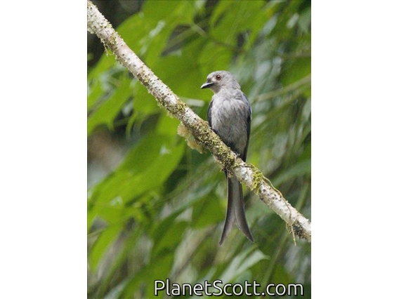 Ashy Drongo (Dicrurus leucophaeus)