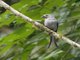 Ashy Drongo (Dicrurus leucophaeus)