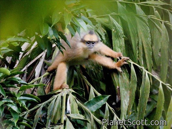 Sumatran Surili (Presbytis melalophos)