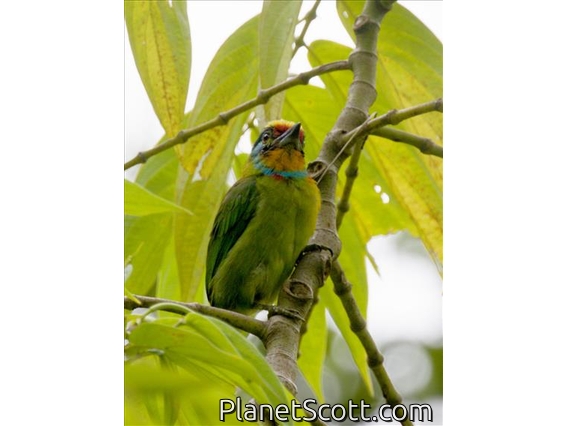 Black-browed Barbet (Psilopogon oorti)