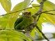 Black-browed Barbet (Psilopogon oorti)