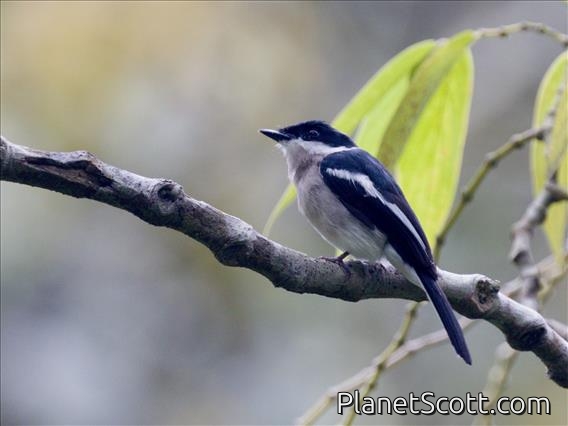 Bar-winged Flycatcher-shrike (Hemipus picatus)