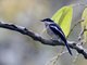 Bar-winged Flycatcher-shrike (Hemipus picatus)