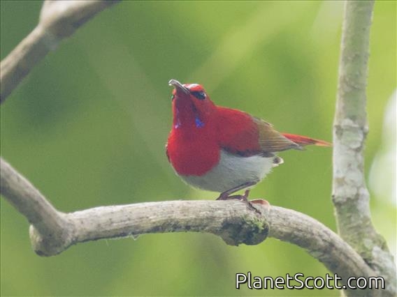 Temminck's Sunbird (Aethopyga temminckii)