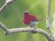 Temminck's Sunbird (Aethopyga temminckii)