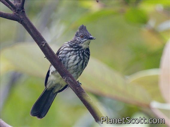 Cream-striped Bulbul (Ixos leucogrammicus)
