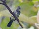 Cream-striped Bulbul (Ixos leucogrammicus)