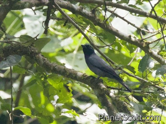 Sunda Cuckooshrike (Coracina larvata)