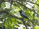 Sunda Cuckooshrike (Coracina larvata)