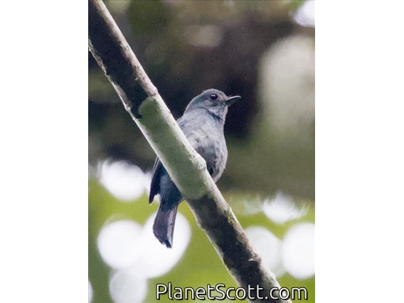 Pale Blue-Flycatcher (Cyornis unicolor)