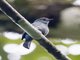 Pale Blue-Flycatcher (Cyornis unicolor)