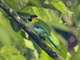 Long-tailed Broadbill (Psarisomus dalhousiae)