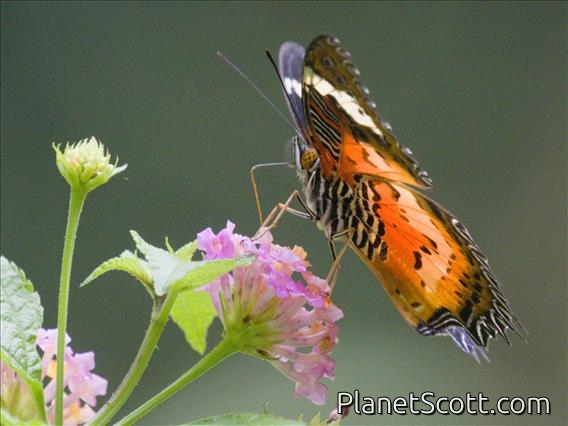 Malayan Lacewing (Cethosia hypsea)