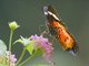 Malayan Lacewing (Cethosia hypsea)