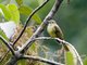 Hairy-backed Bulbul (Tricholestes criniger)