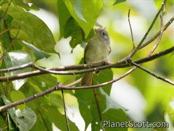Brown Fulvetta (Alcippe brunneicauda)