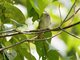 Brown Fulvetta (Alcippe brunneicauda)