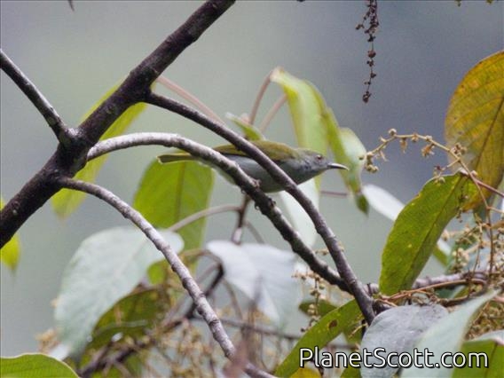Plain Sunbird (Anthreptes simplex)