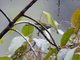 Plain Sunbird (Anthreptes simplex)