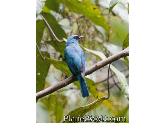 Verditer Flycatcher (Eumyias thalassinus)