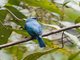 Verditer Flycatcher (Eumyias thalassinus)
