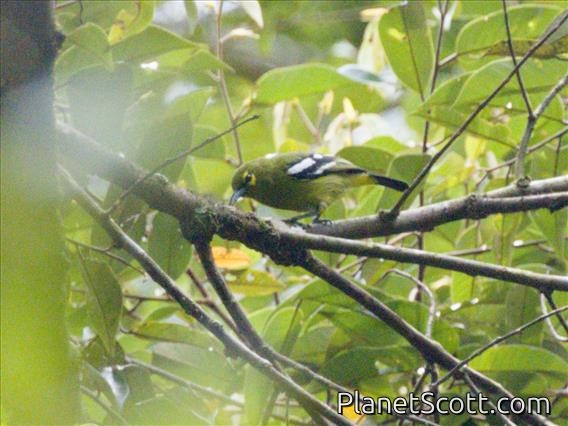 Green Iora (Aegithina viridissima)