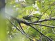 Green Iora (Aegithina viridissima)