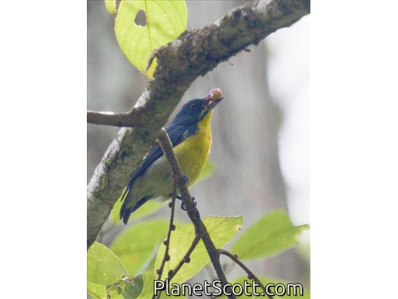 Crimson-breasted Flowerpecker (Prionochilus percussus)