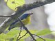 Crimson-breasted Flowerpecker (Prionochilus percussus)