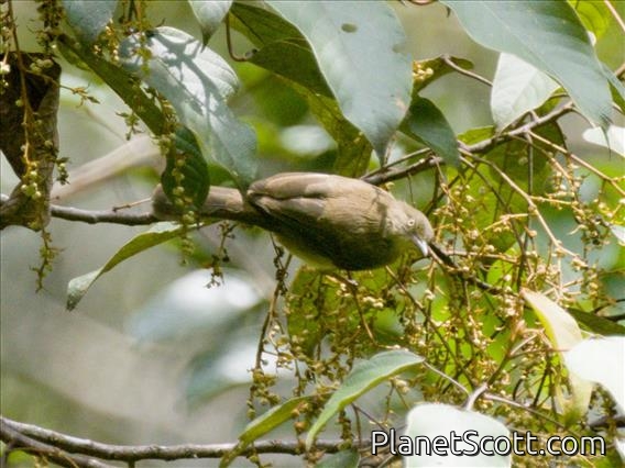 Cream-vented Bulbul (Pycnonotus simplex)
