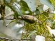 Cream-vented Bulbul (Pycnonotus simplex)