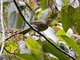 Red-eyed Bulbul (Pycnonotus brunneus)
