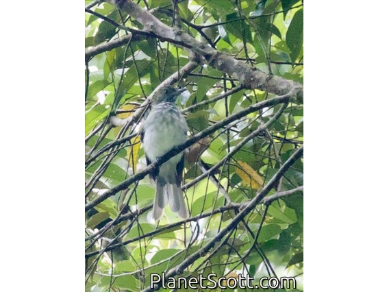 Sumatran Bulbul (Ixos sumatranus)