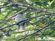 Sumatran Bulbul (Ixos sumatranus)