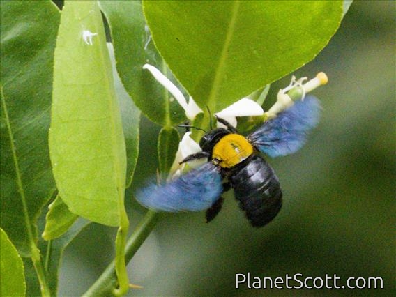 Carpenter Bee (Xylocopa sp)