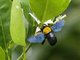 Carpenter Bee (Xylocopa sp)