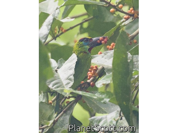 Red-throated Barbet (Psilopogon mystacophanos)