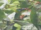 Red-throated Barbet (Psilopogon mystacophanos)