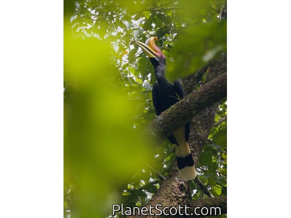Rhinoceros Hornbill (Buceros rhinoceros)