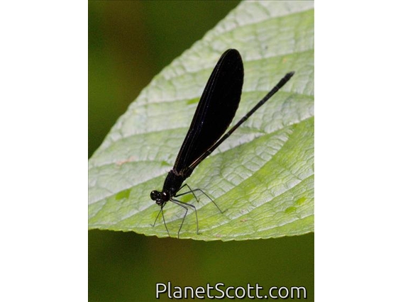 Broad-winged Damselfly (Vestalis lugens)
