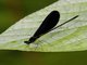 Broad-winged Damselfly (Vestalis lugens)