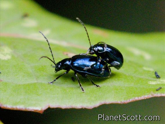 Skeletonizing Leaf Beetle (Altica birmanensis)