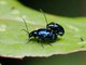 Skeletonizing Leaf Beetle (Altica birmanensis)