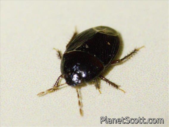 Burrowing Bug (Geotomini sp)