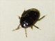Burrowing Bug (Geotomini sp)